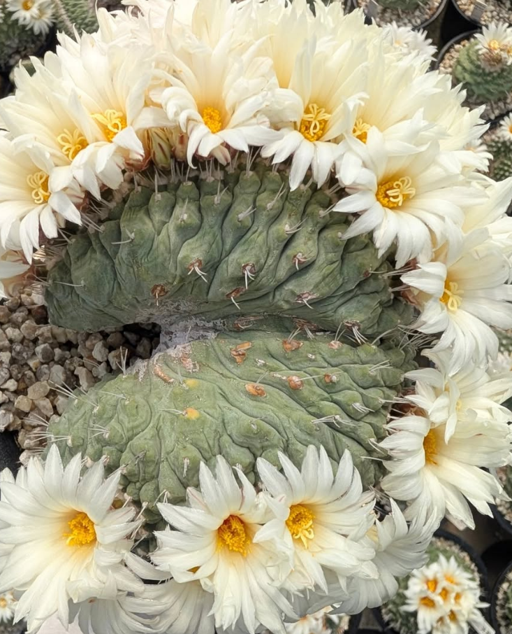 Strombocactus disciformis 10 Pieces Seeds
