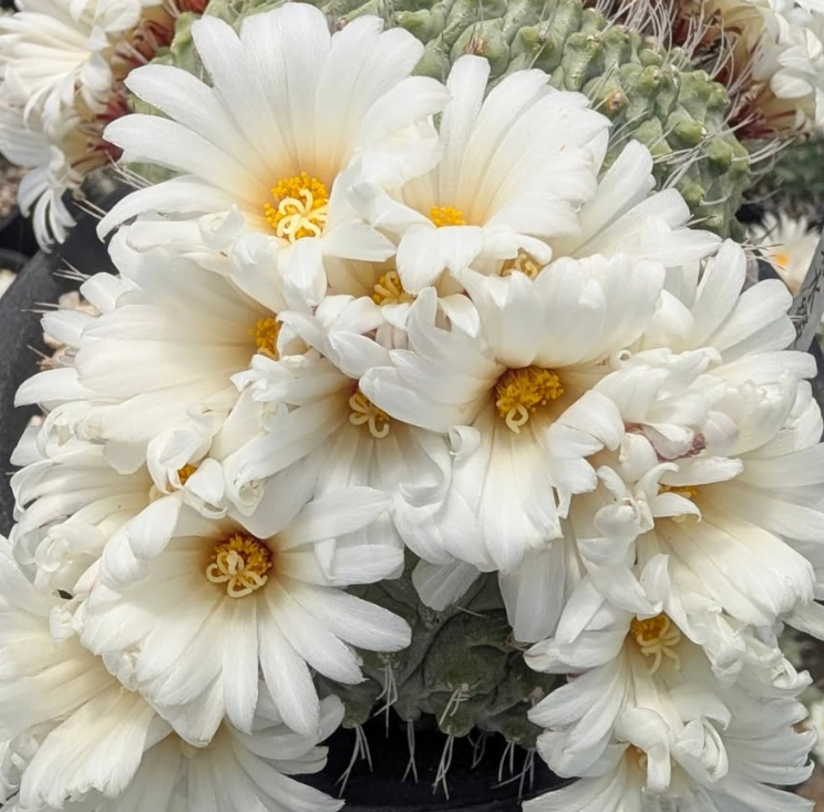 Strombocactus disciformis 10 Pieces Seeds