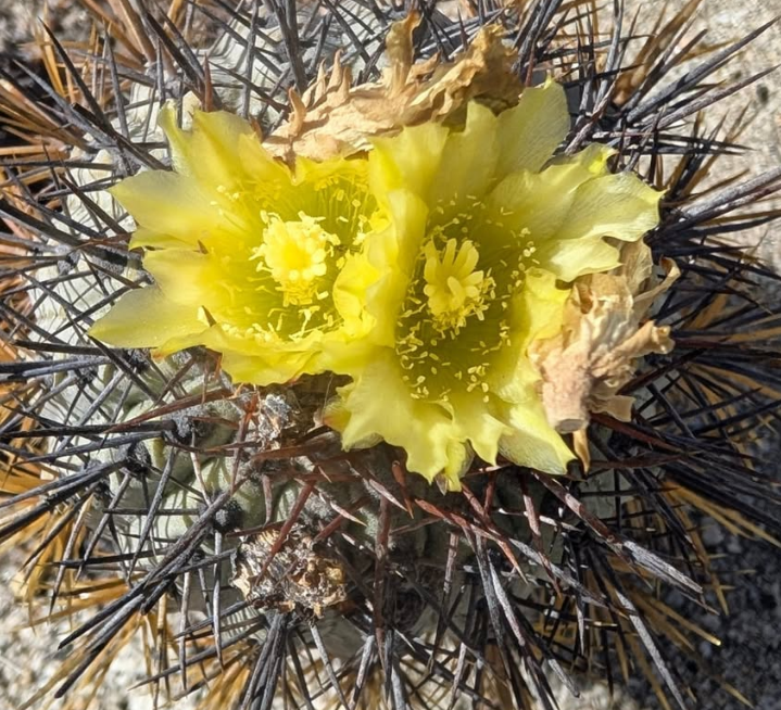 Copiapoa calderana 10 Pieces Seeds