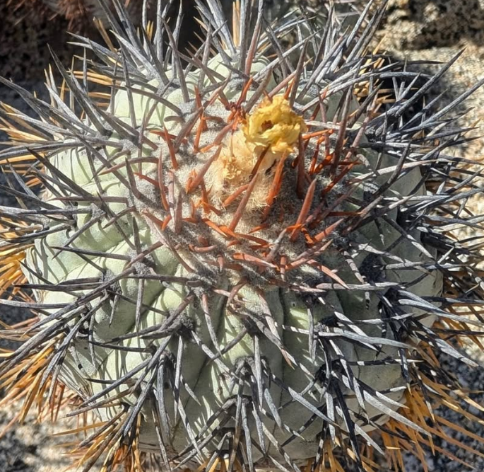 Copiapoa calderana 10 Pieces Seeds