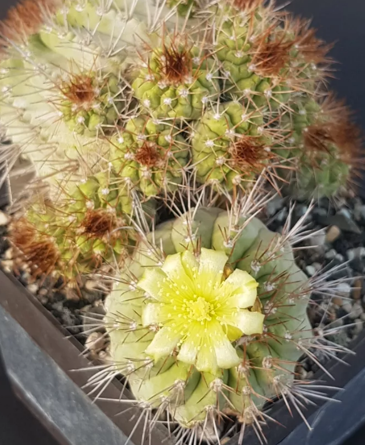 Copiapoa ahremephiana 10 Pieces Seeds