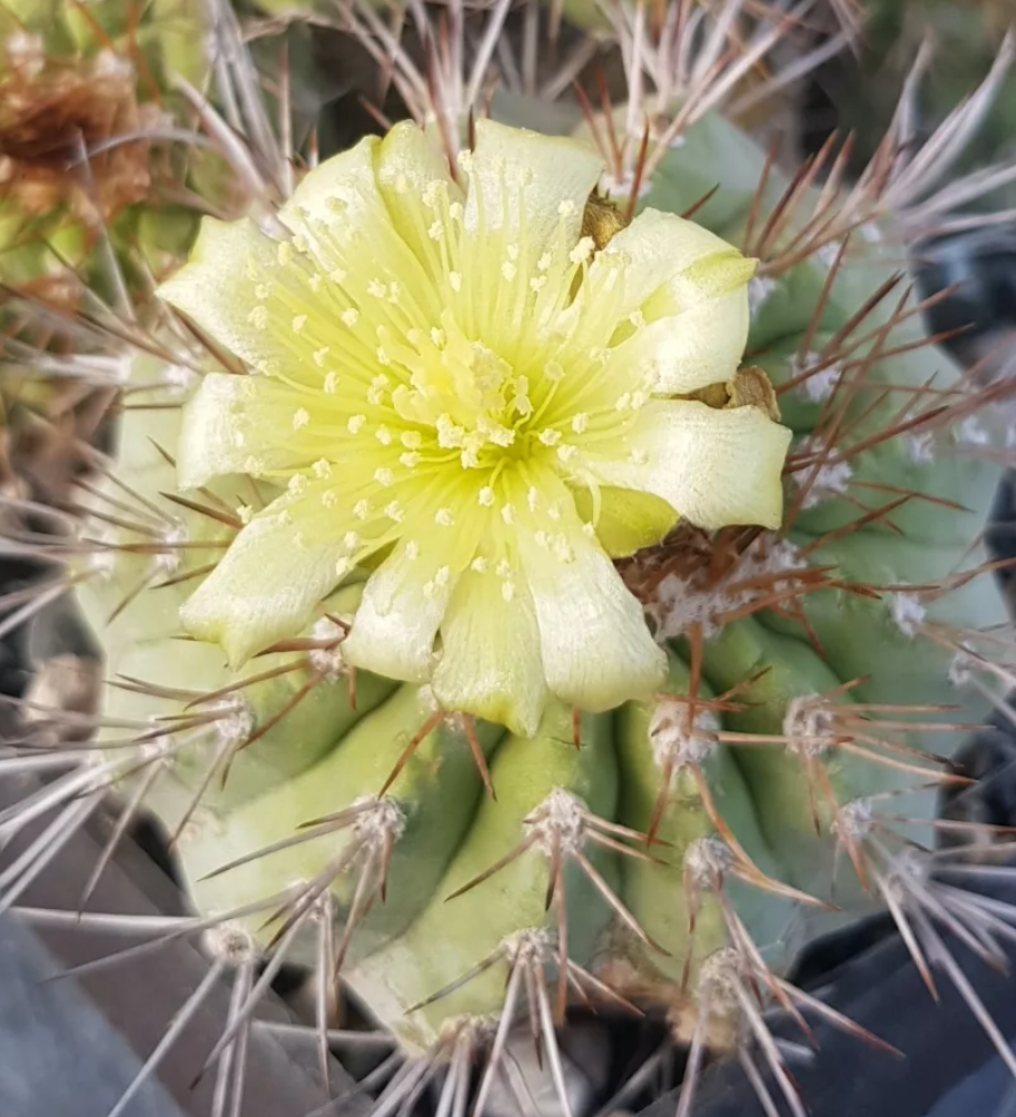 Copiapoa ahremephiana 10 Pieces Seeds