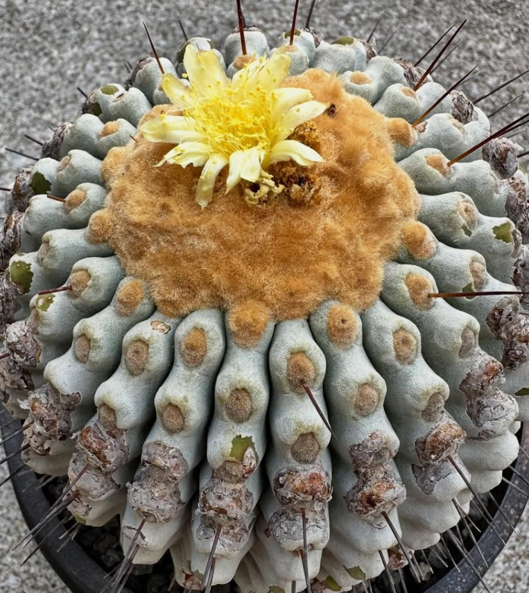 Copiapoa tenebrosa 10 Pieces Seeds