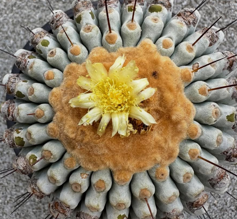 Copiapoa tenebrosa 10 Pieces Seeds