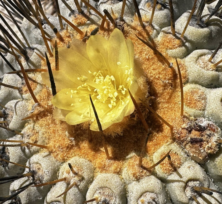 Copiapoa tenebrosa 10 Pieces Seeds