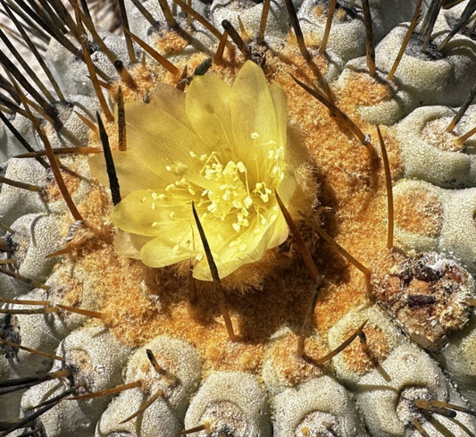 Copiapoa tenebrosa 10 Pieces Seeds
