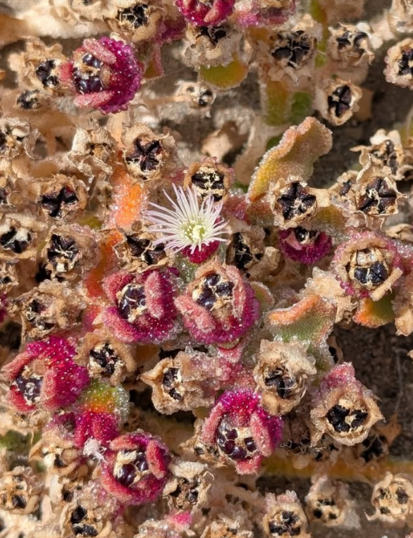 Mesembryanthemum crystallinum 10 Pieces Seeds