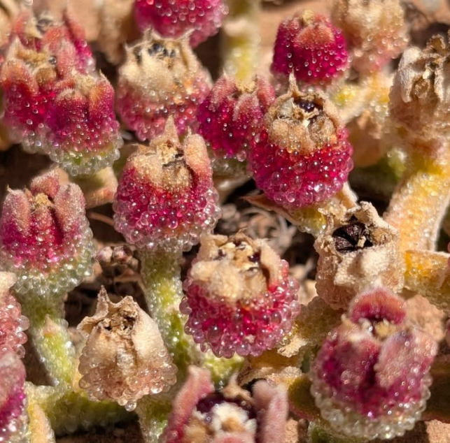 Mesembryanthemum crystallinum 10 Pieces Seeds