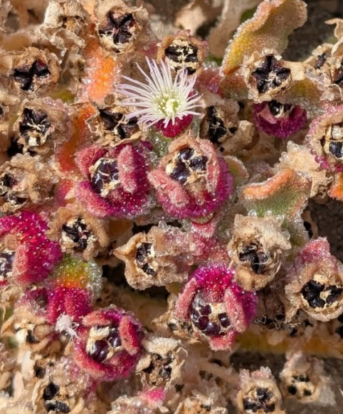 Mesembryanthemum crystallinum 10 Pieces Seeds