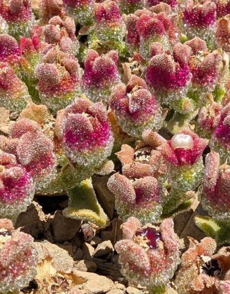 Mesembryanthemum crystallinum 10 Pieces Seeds