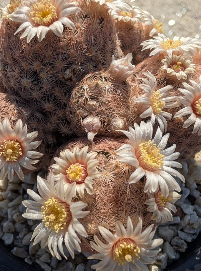 Mammillaria denudata 10 Pieces Seeds
