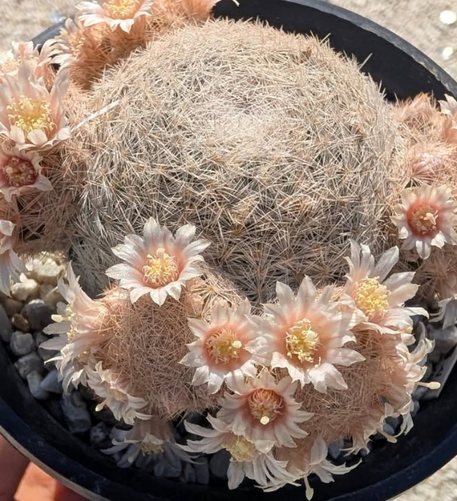 Mammillaria denudata 10 Pieces Seeds