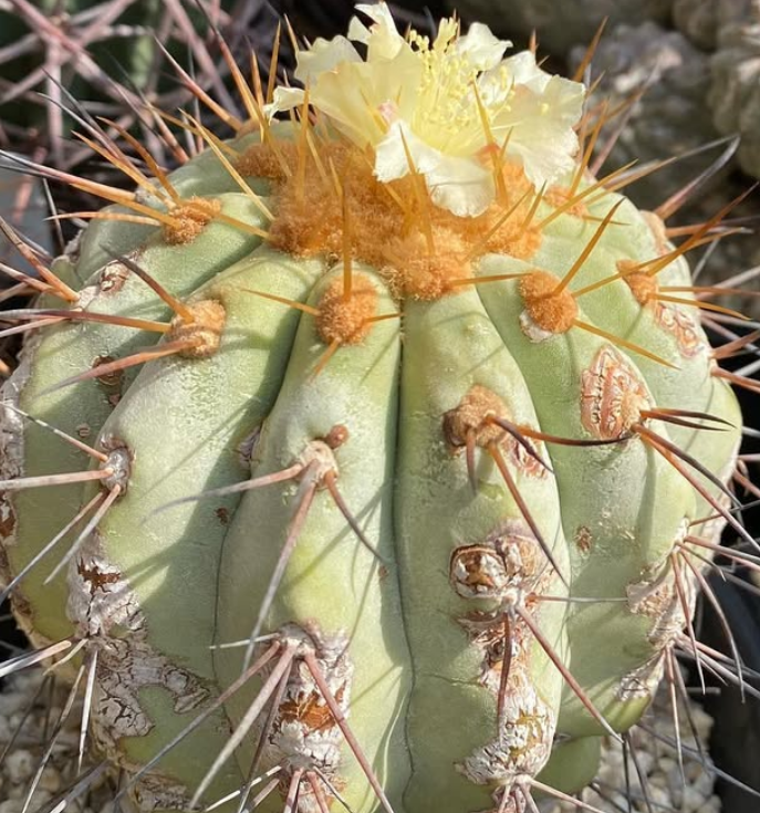 Copiapoa haseltoniana v. gigantea 10 Pieces Seeds