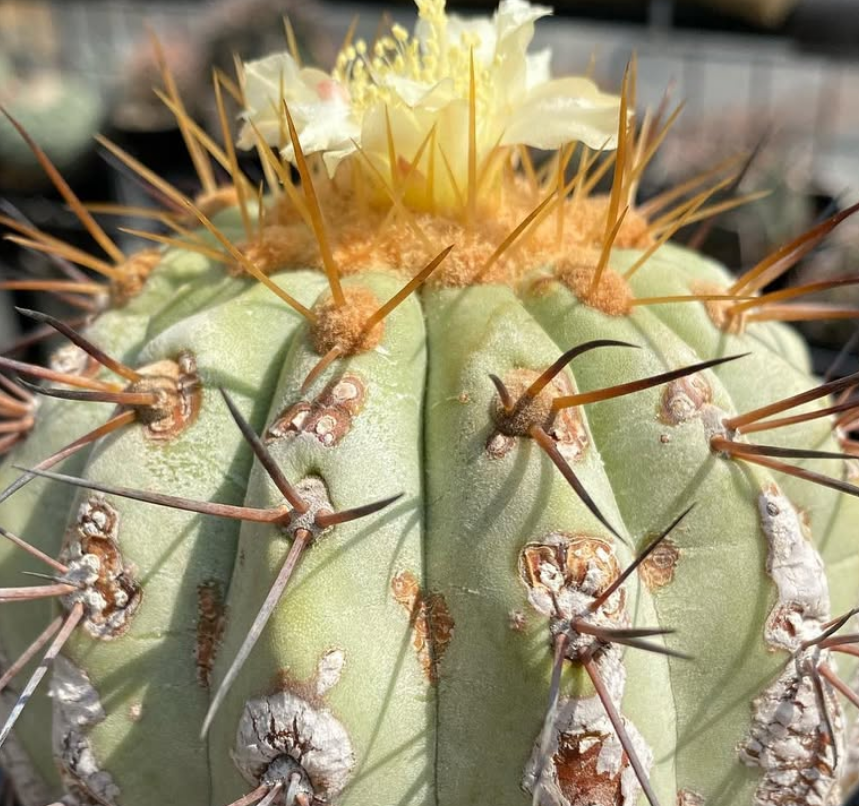 Copiapoa haseltoniana v. gigantea 10 Pieces Seeds