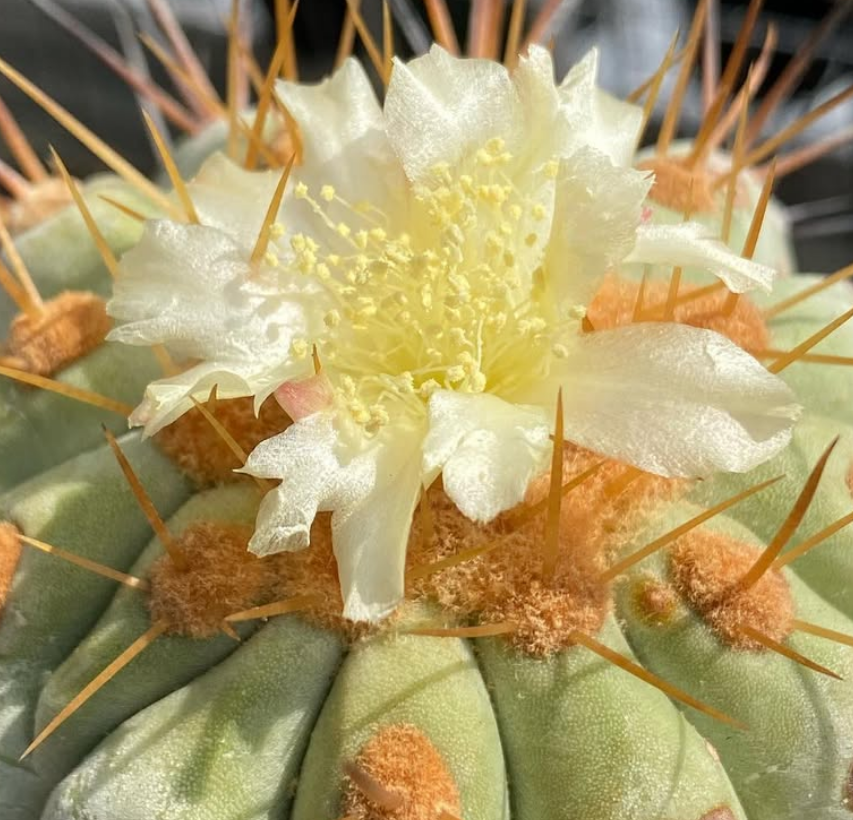 Copiapoa haseltoniana v. gigantea 10 Pieces Seeds