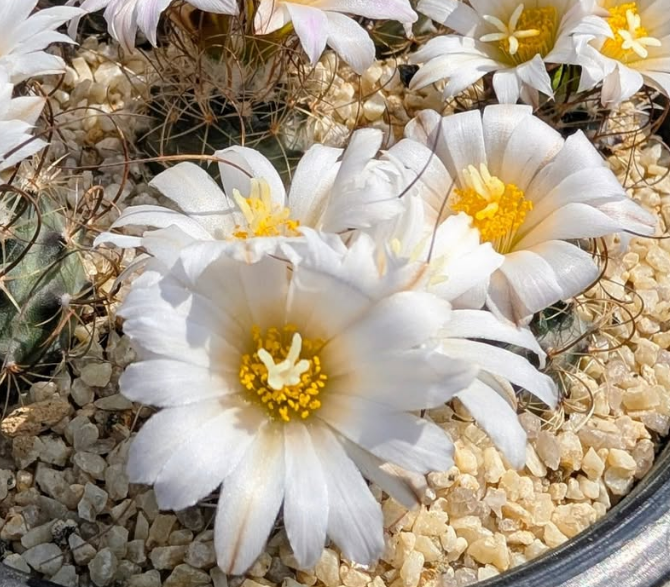 Turbinicarpus graminispinus 10 Pieces Seeds