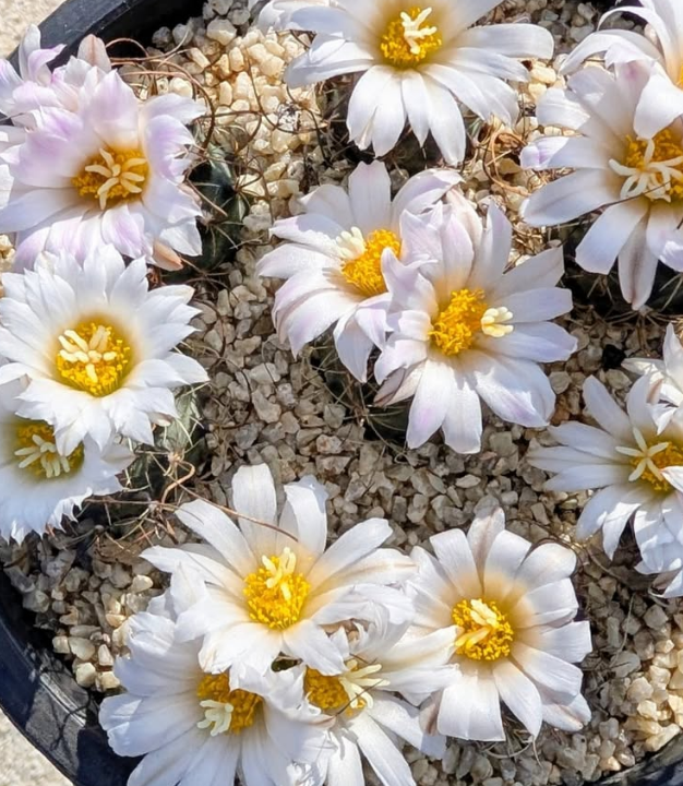Turbinicarpus graminispinus 10 Pieces Seeds
