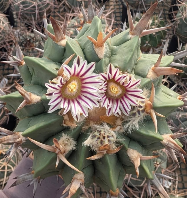 Stenocactus coptonogonus 10 Pieces Seeds