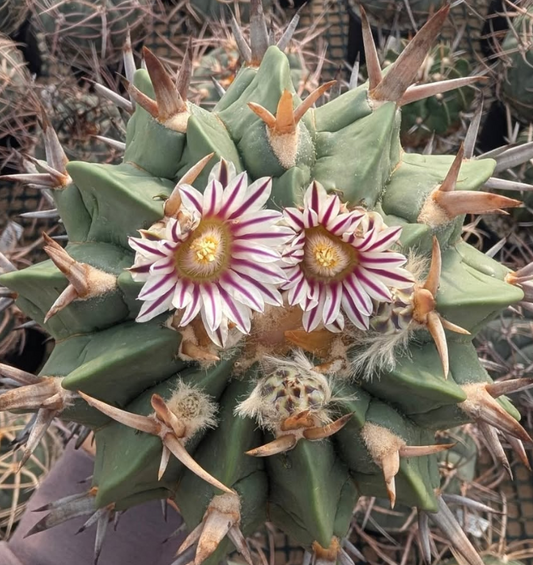 Stenocactus coptonogonus 10 Pieces Seeds