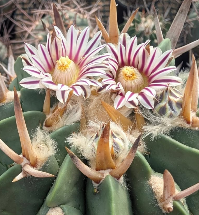 Stenocactus coptonogonus 10 Pieces Seeds