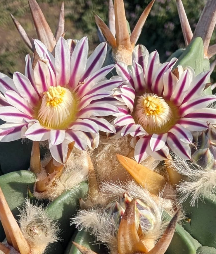 Stenocactus coptonogonus 10 Pieces Seeds