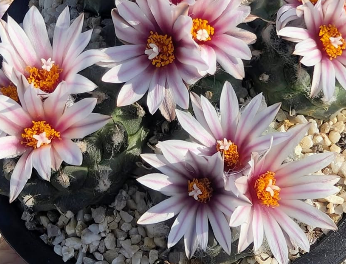 Turbinicarpus panarottoi 10 Pieces Seeds