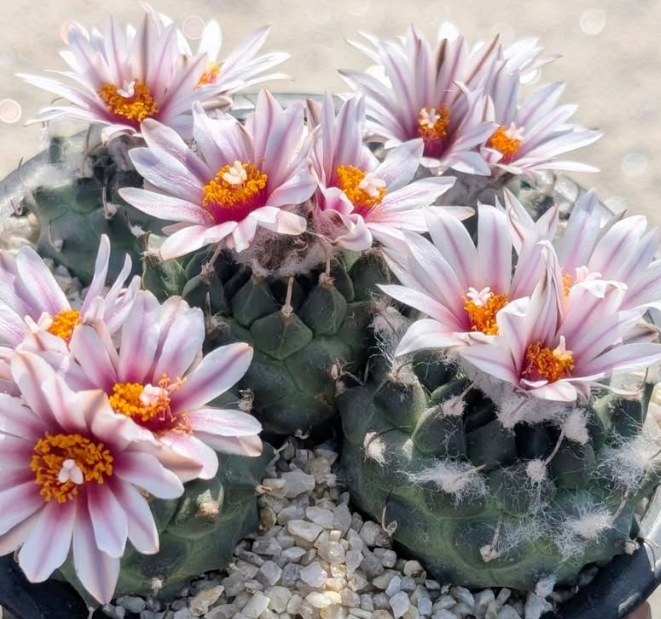 Turbinicarpus panarottoi 10 Pieces Seeds