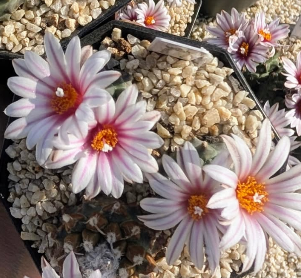 Turbinicarpus panarottoi 10 Pieces Seeds