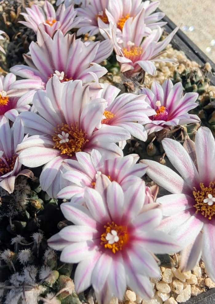 Turbinicarpus panarottoi 10 Pieces Seeds