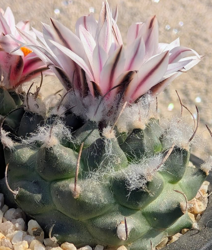 Turbinicarpus panarottoi 10 Pieces Seeds