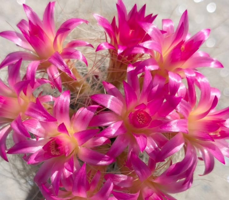Neoporteria gerocephala 10 Pieces Seeds