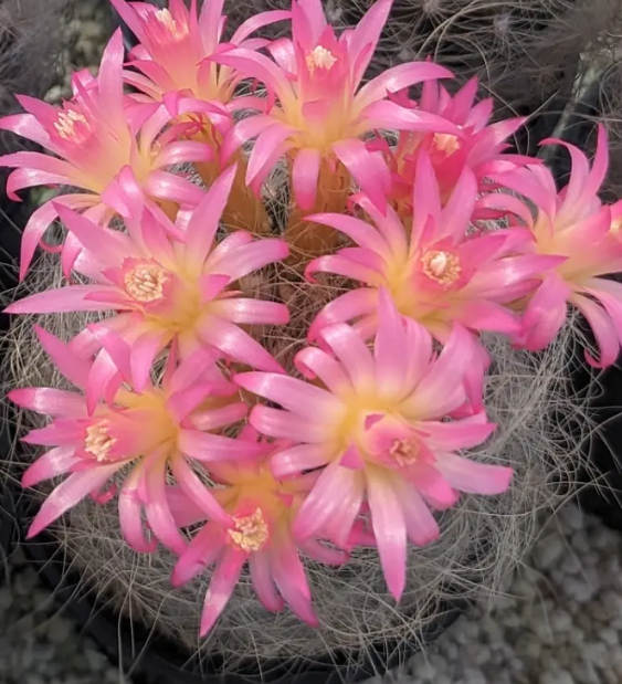 Neoporteria gerocephala 10 Pieces Seeds
