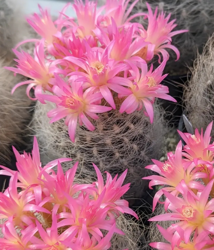 Neoporteria gerocephala 10 Pieces Seeds