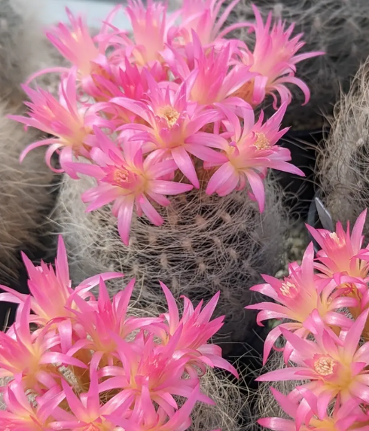 Neoporteria gerocephala 10 Pieces Seeds