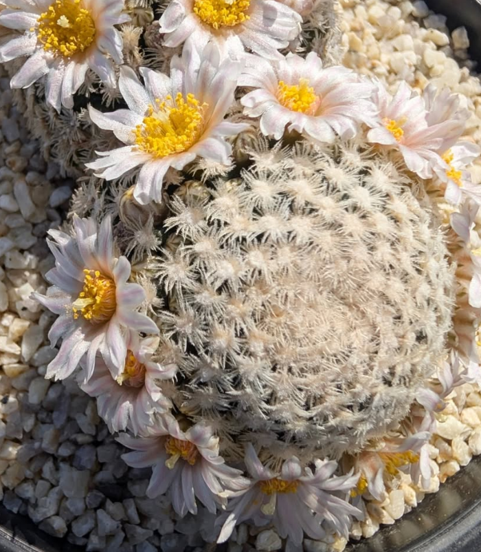 Mammillaria roemeri 10 Pieces Seeds