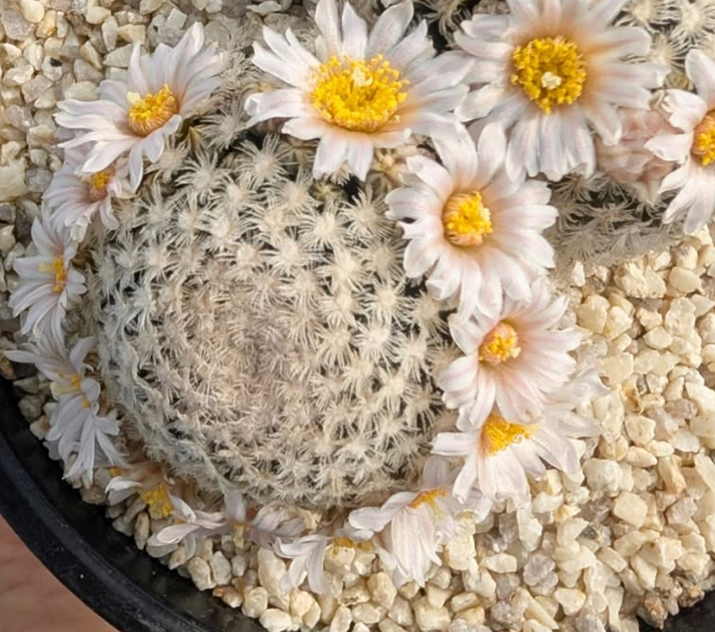 Mammillaria roemeri 10 Pieces Seeds