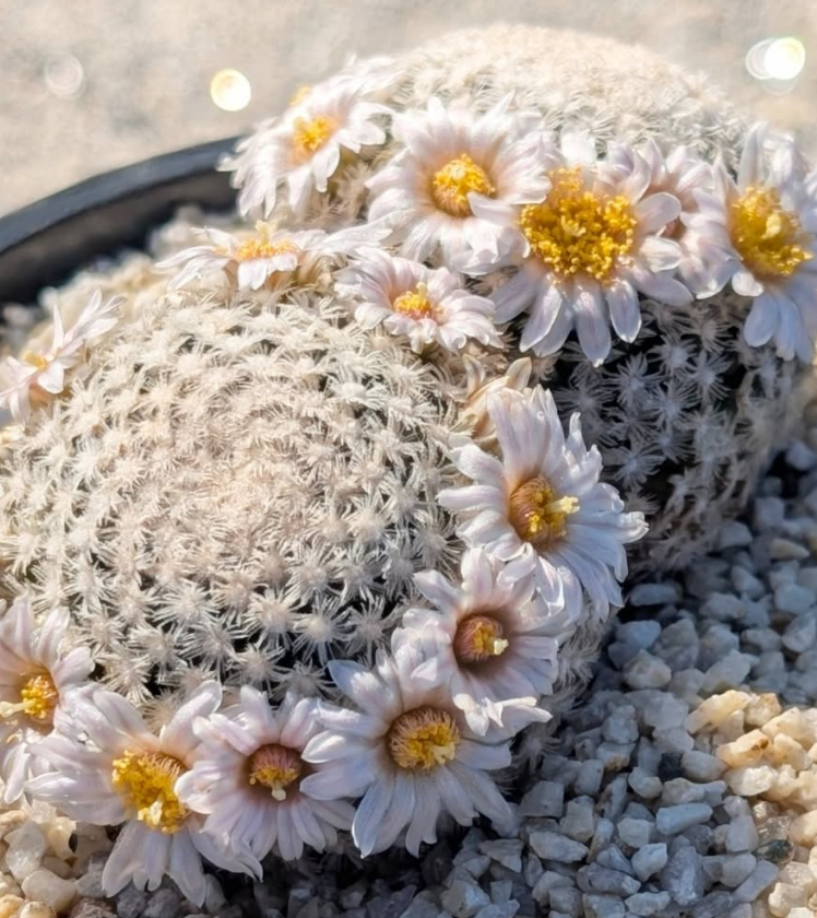 Mammillaria roemeri 10 Pieces Seeds