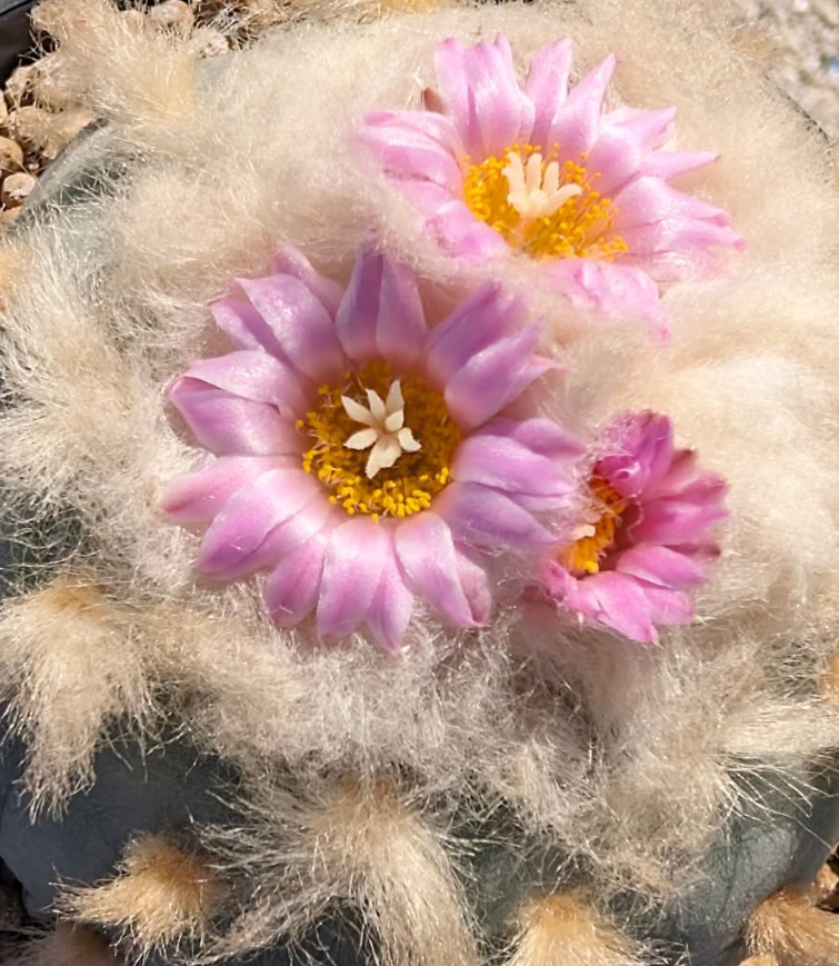 Lophophora fricii 10 Pieces Seeds