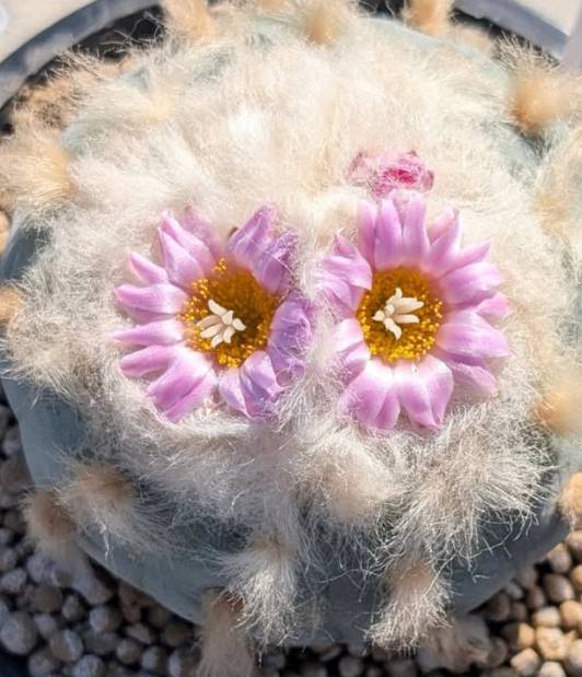 Lophophora fricii 10 Pieces Seeds