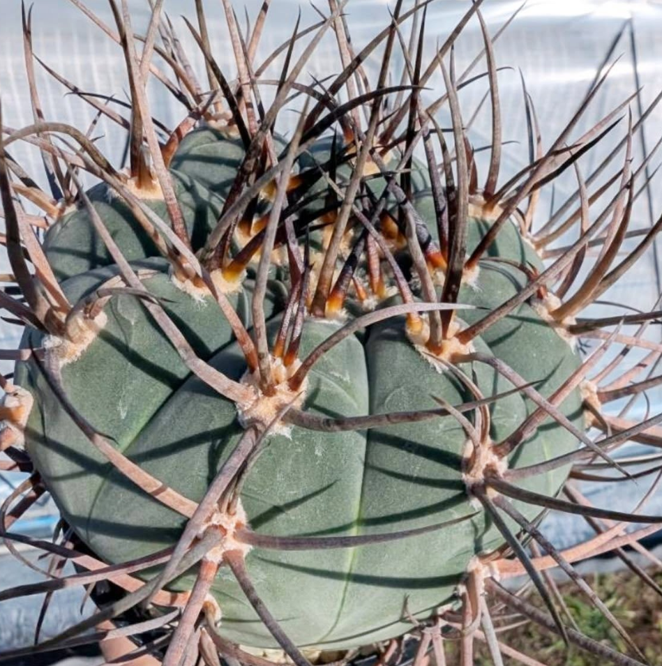 Gymnocalycium cardenasianum f. armatum 10 Pieces Seeds