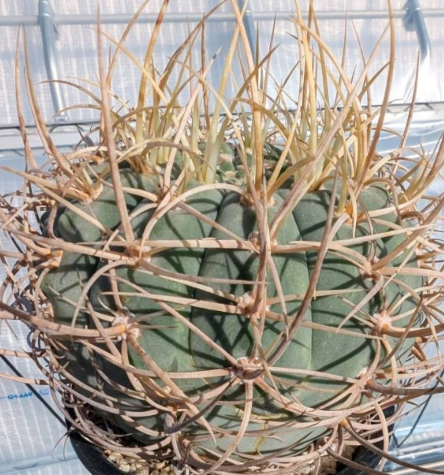 Gymnocalycium cardenasianum f. armatum 10 Pieces Seeds