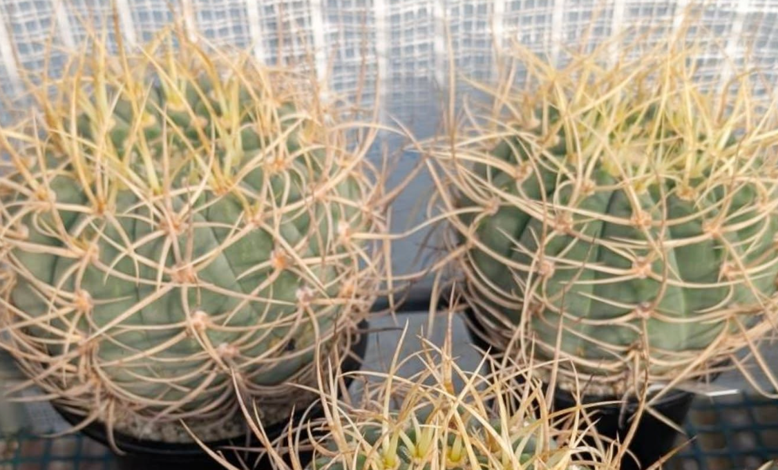Gymnocalycium cardenasianum f. armatum 10 Pieces Seeds