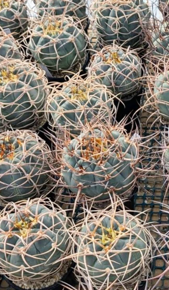 Gymnocalycium cardenasianum f. armatum 10 Pieces Seeds