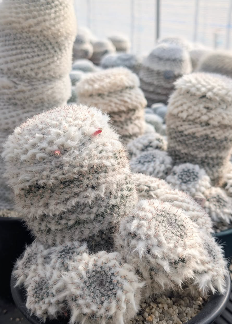 Mammillaria woodsii 10 Pieces Seeds
