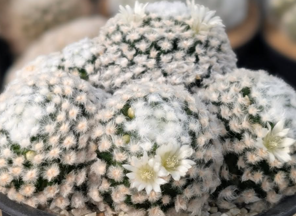 Mammillaria gracilis f.monstruosa 10 Pieces Seeds