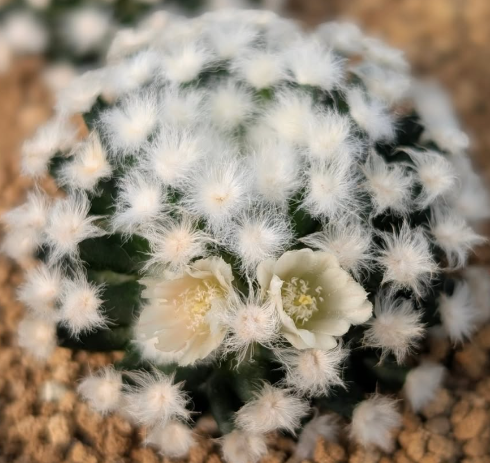 Mammillaria gracilis f.monstruosa 10 Pieces Seeds