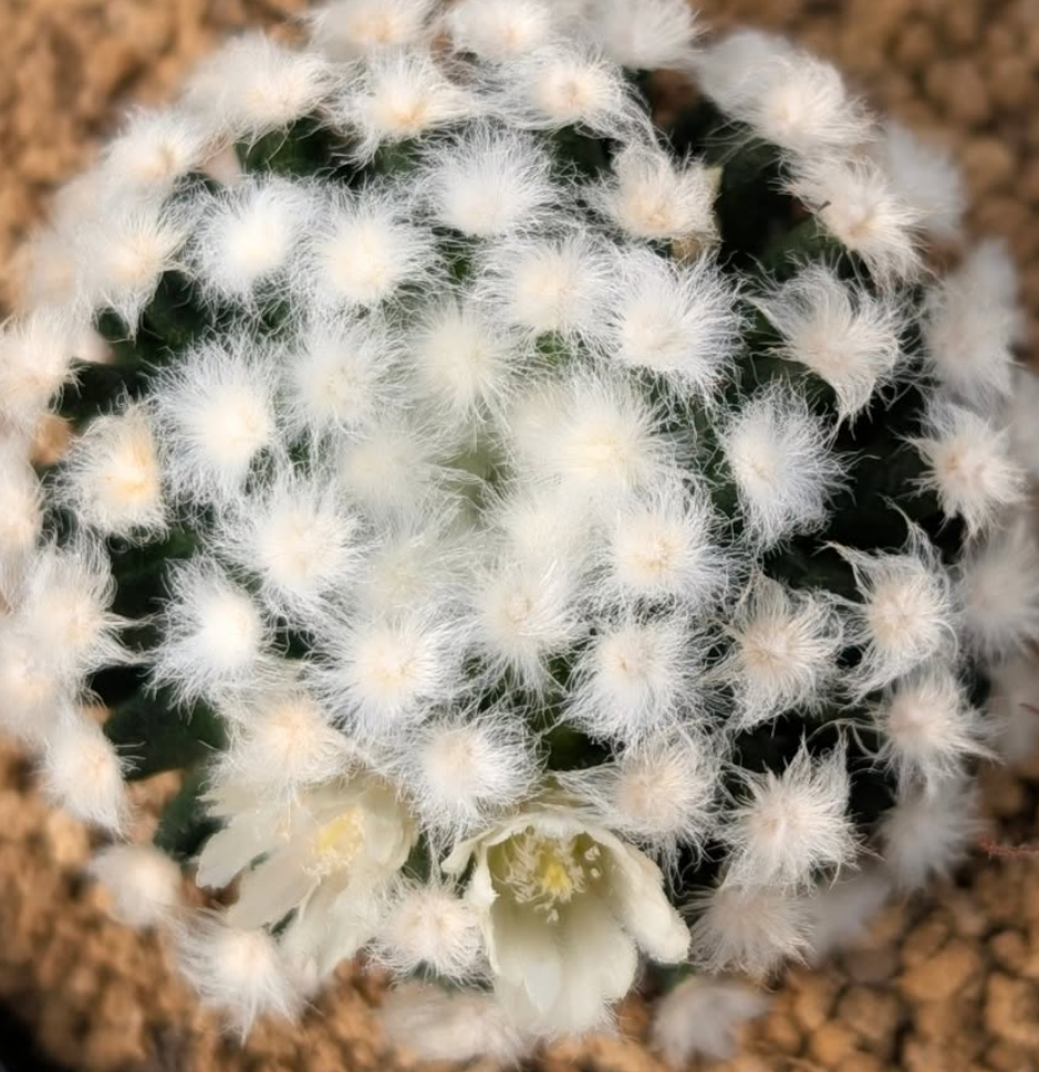 Mammillaria gracilis f.monstruosa 10 Pieces Seeds