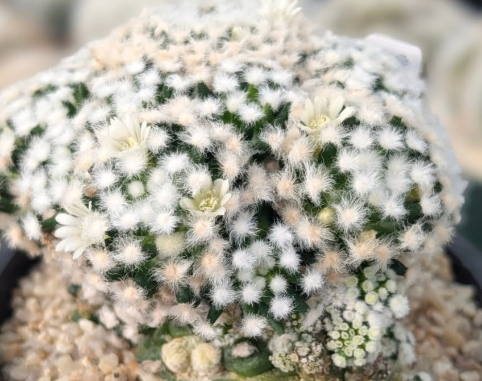 Mammillaria gracilis f.monstruosa 10 Pieces Seeds