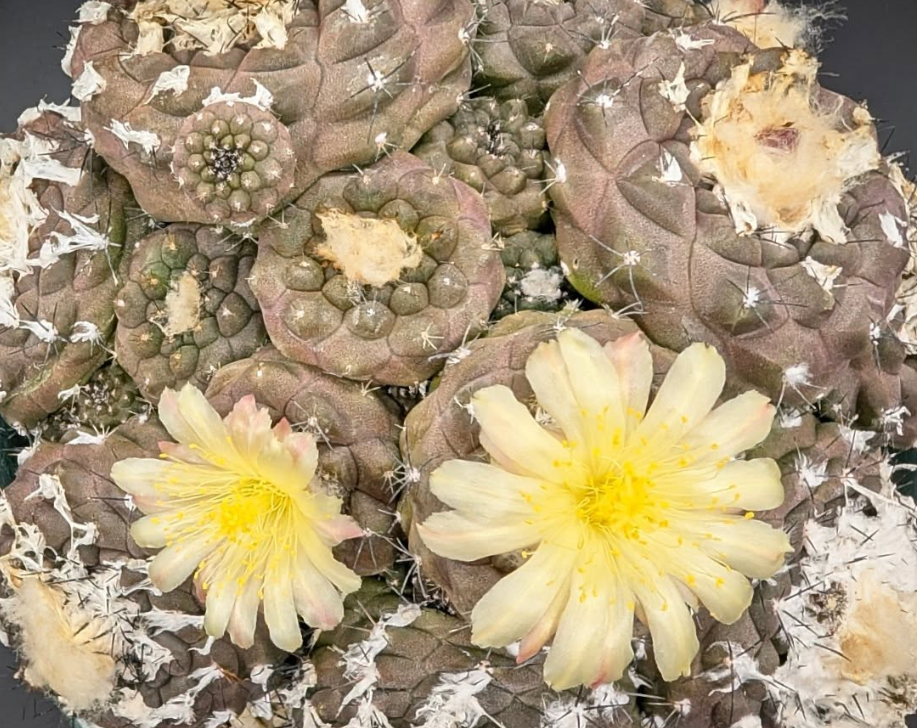 Copiapoa hypogaea var. barquitensis 10 Pieces Seeds