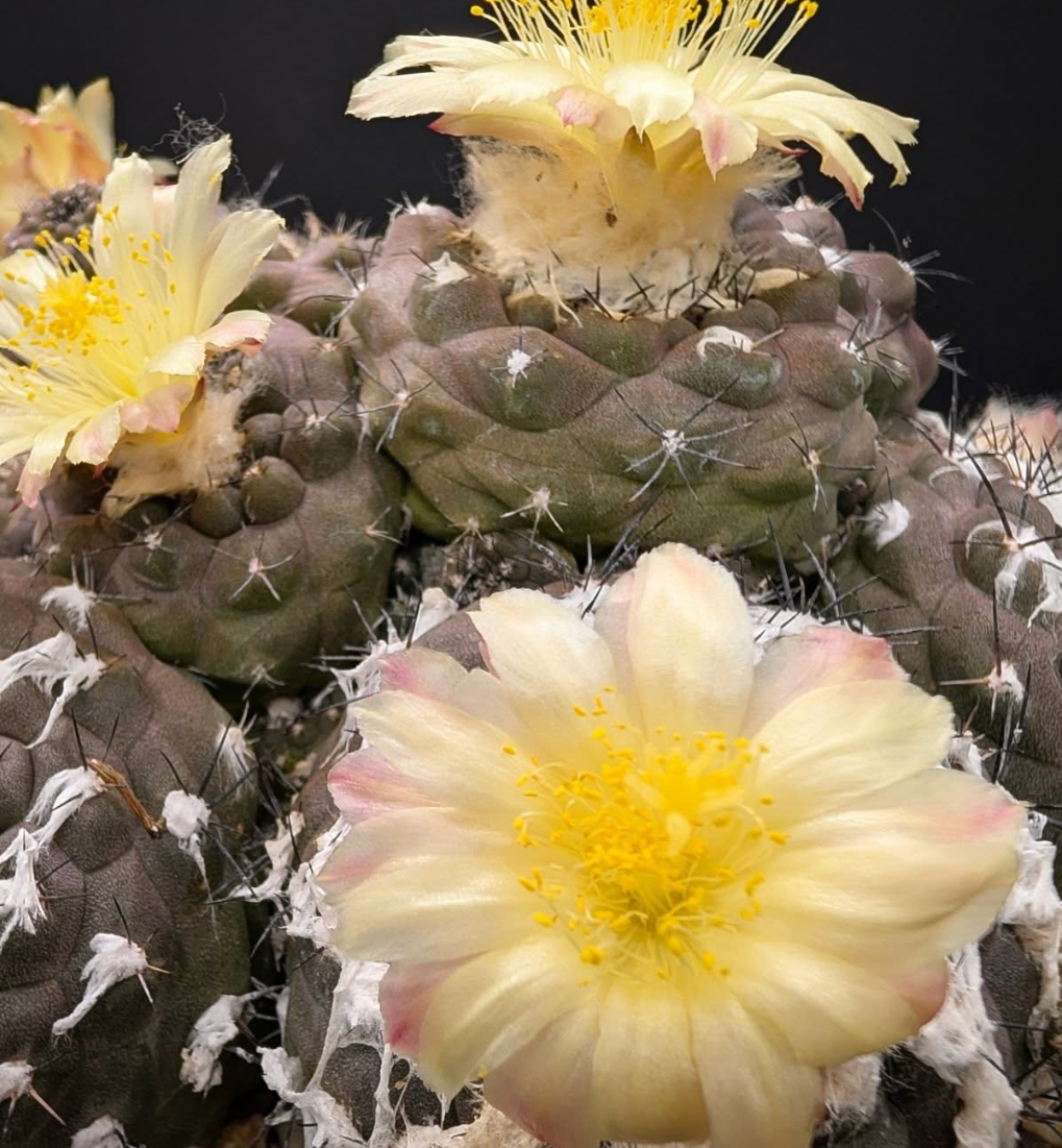 Copiapoa hypogaea var. barquitensis 10 Pieces Seeds